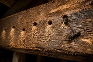 Identifier le capricorne des maisons : signes et solutions
